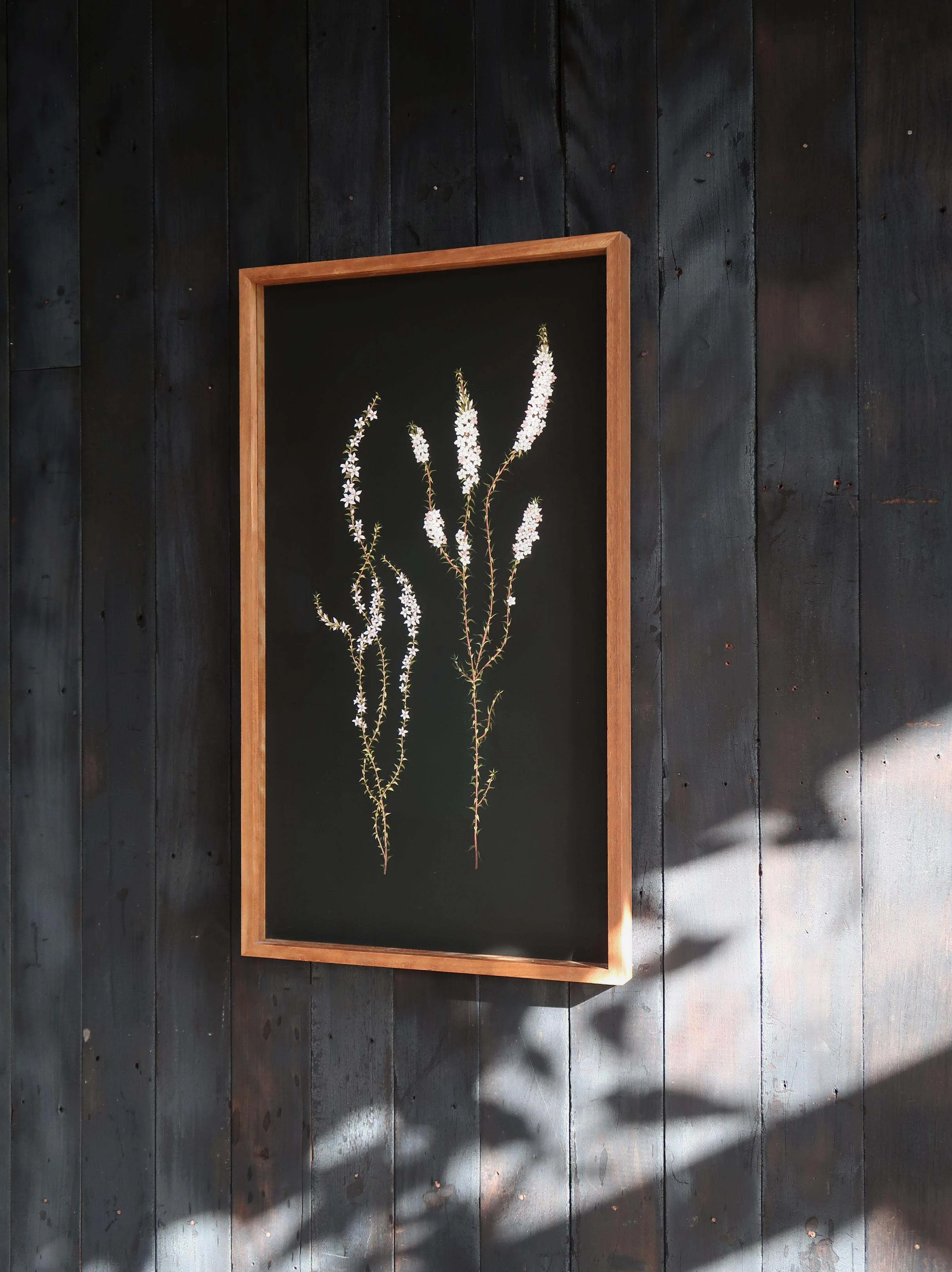Edith_Rewa_epacris_woollsia_small.jpg