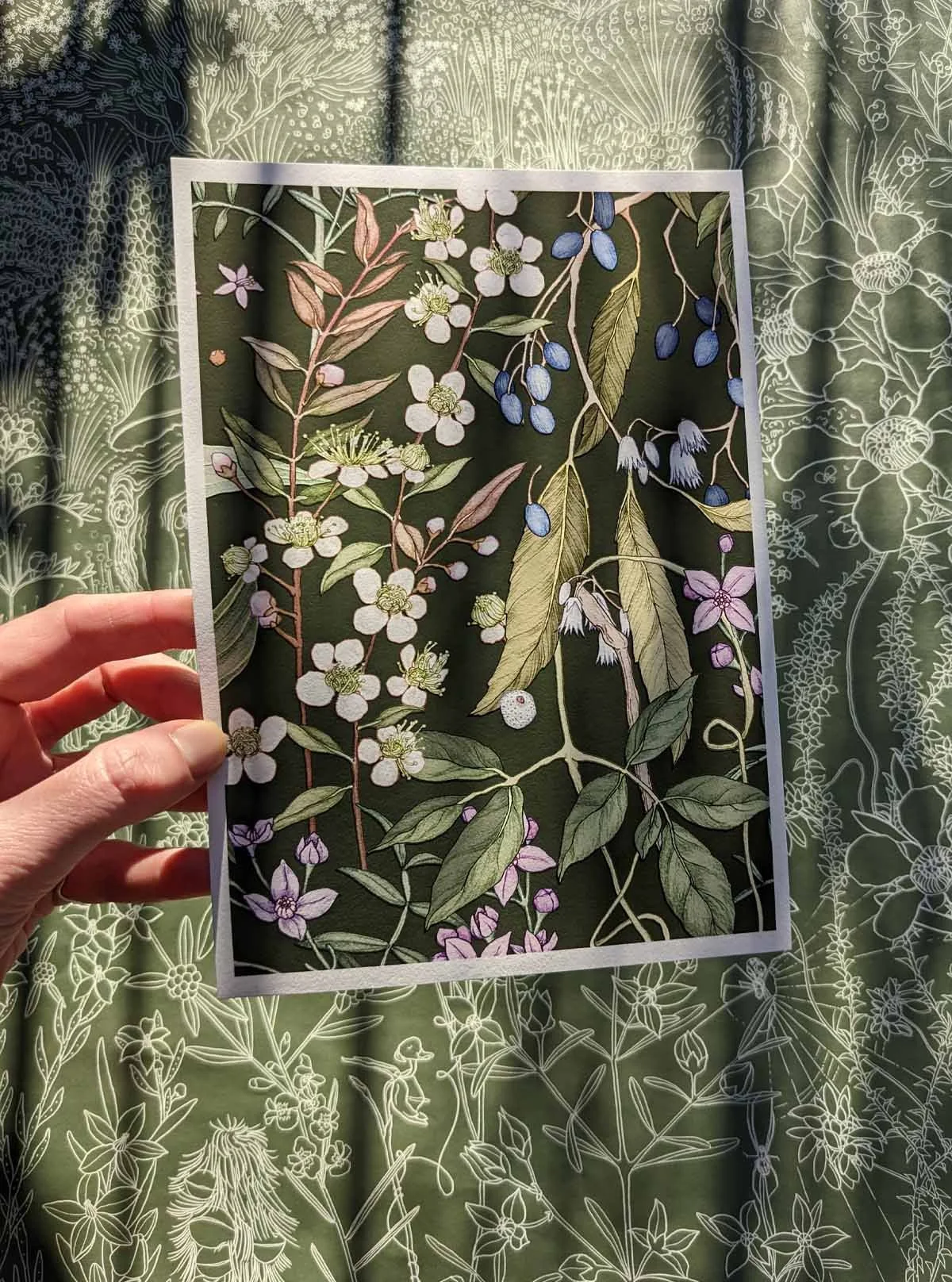 plants_of_the_fraser_coast_olive_Edith_rewa.jpg