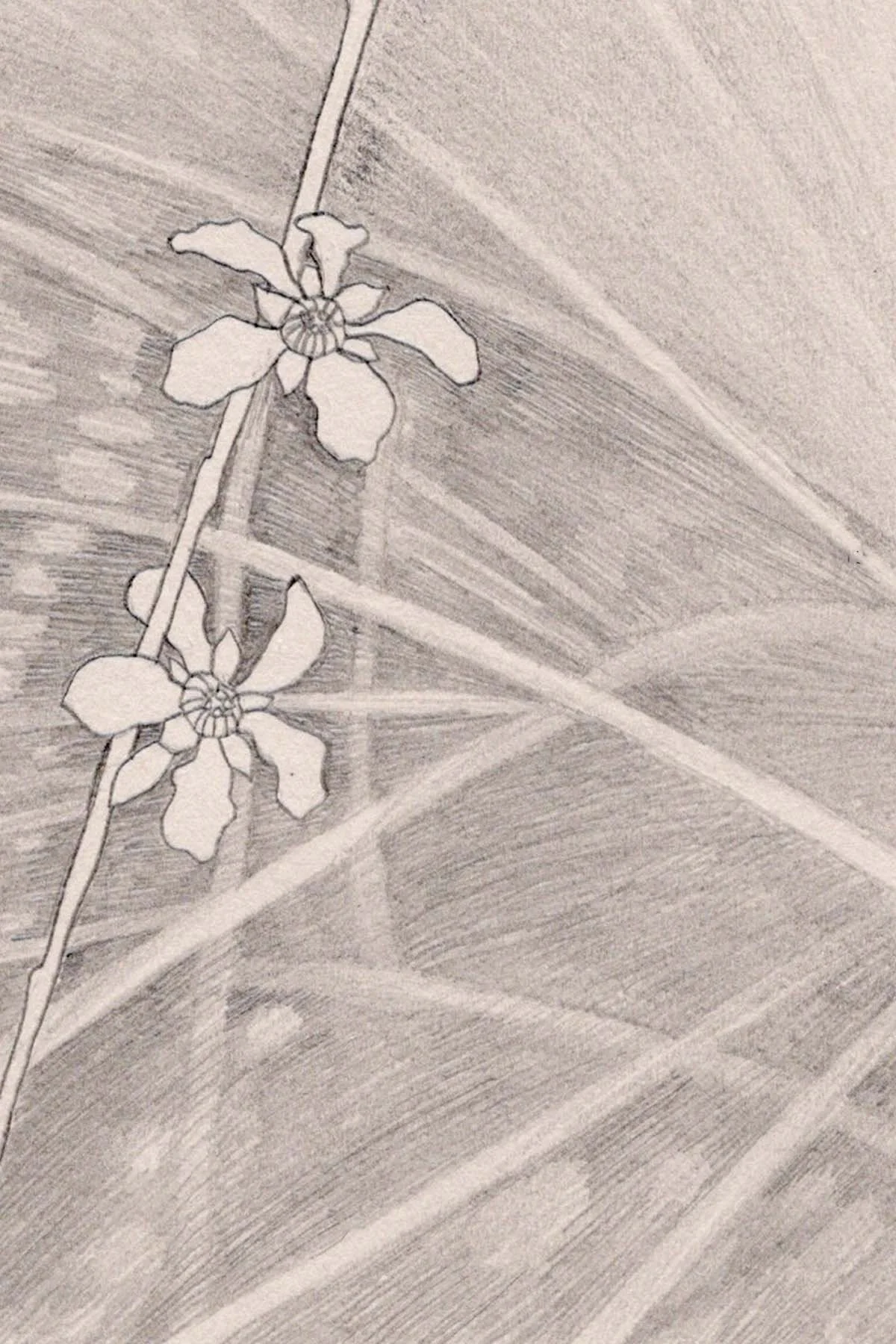 Leptospermum semibaccatum_3.jpg