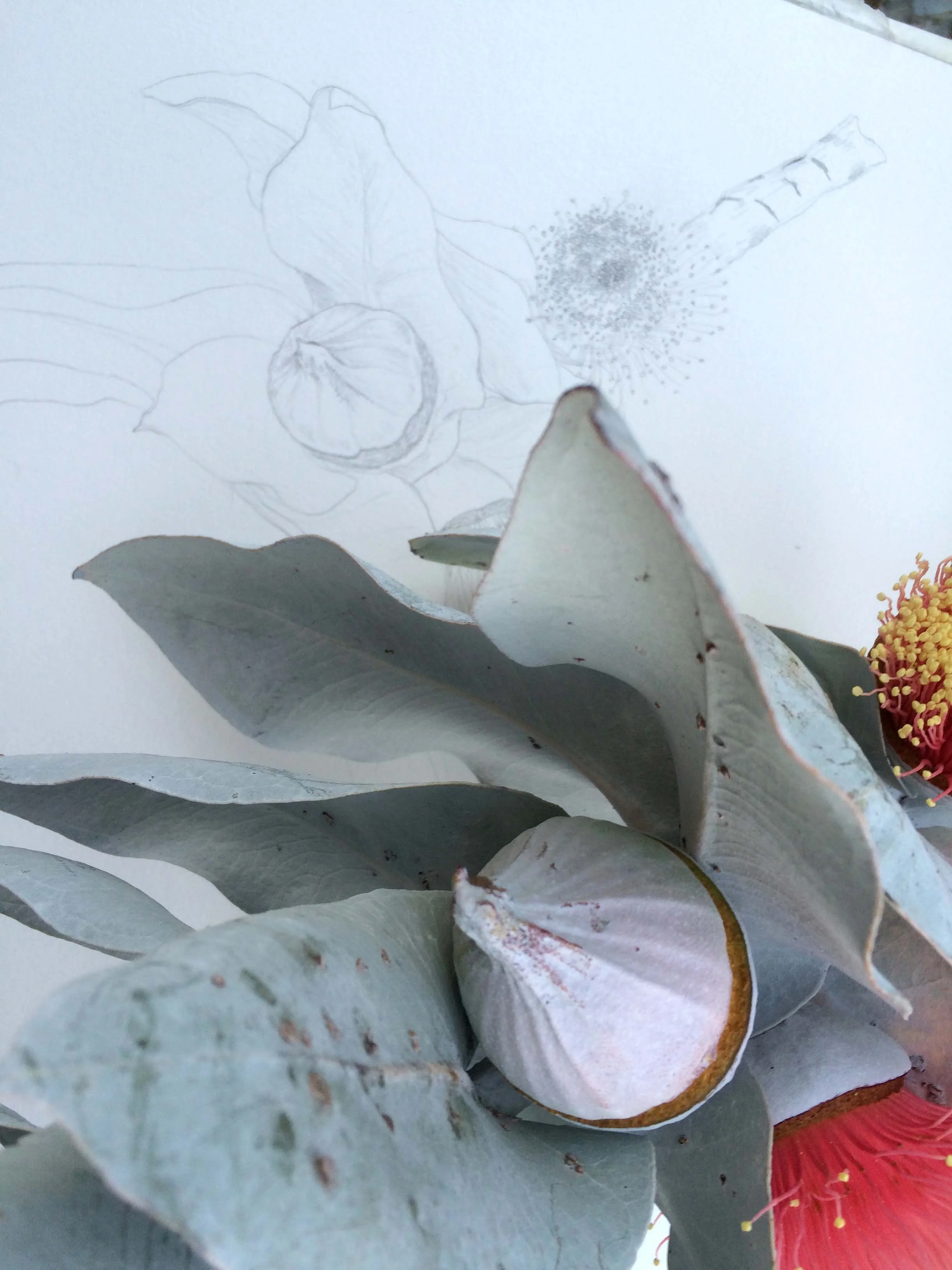 Edith_Rewa_Macrocarpa_sketchinprogress_small.jpg