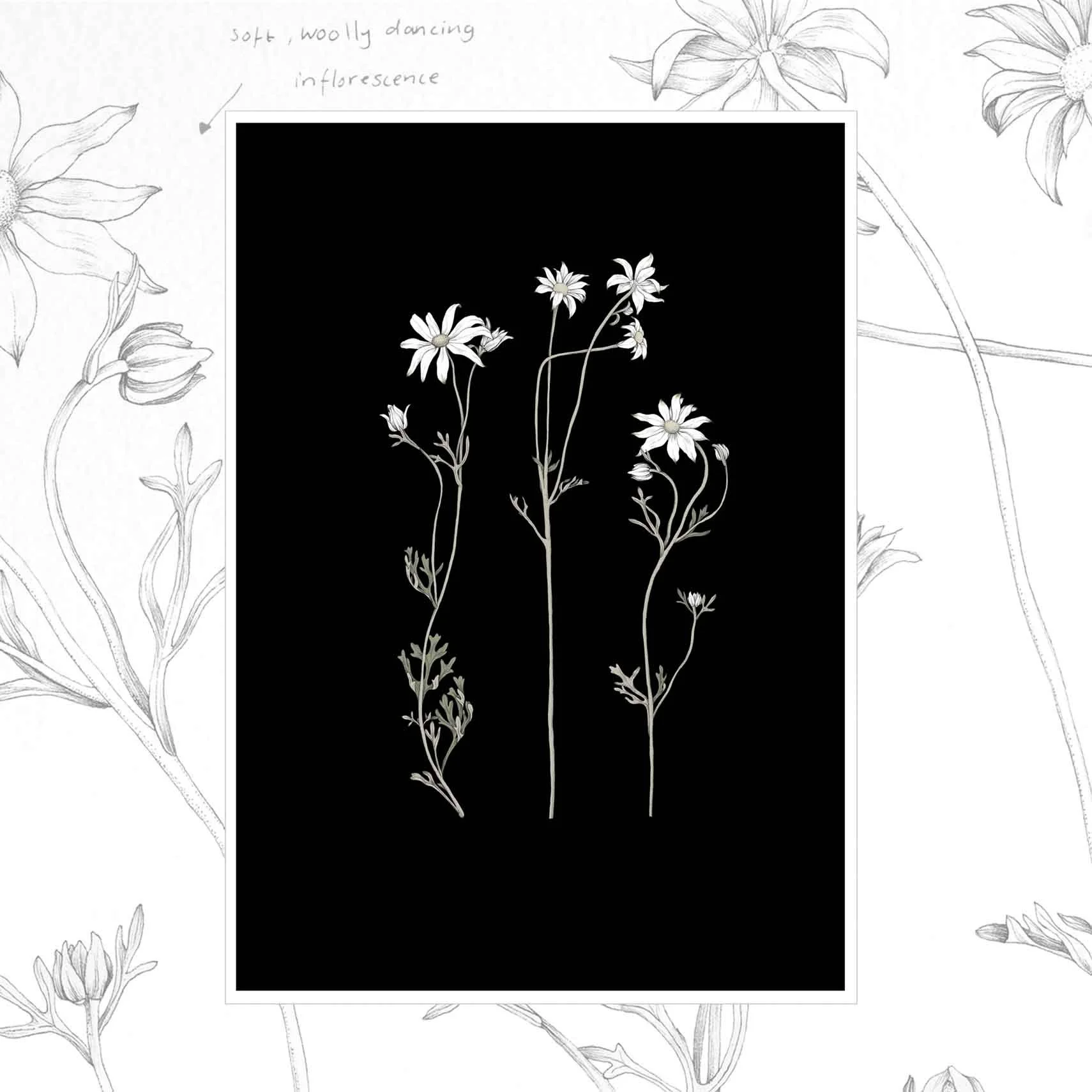 Flannel flower trio edith rewa.jpg