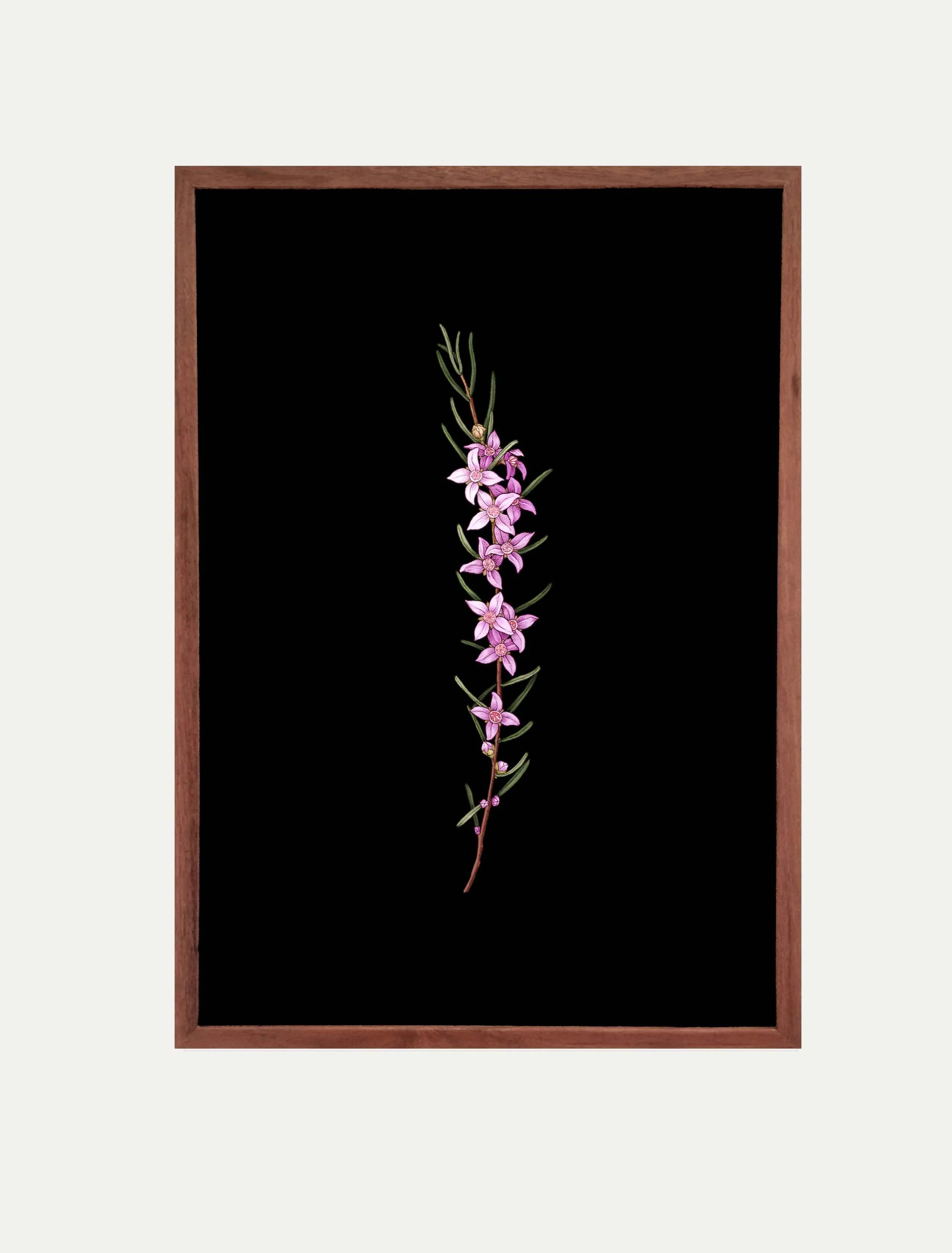 boronia framed vertical edith rewa low res.jpg