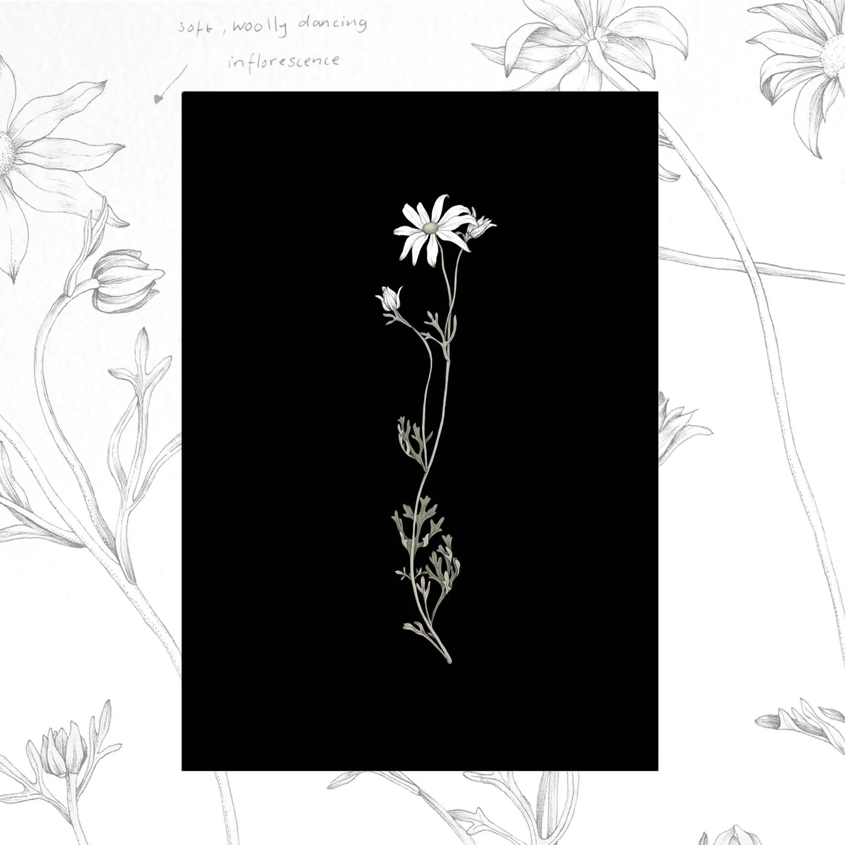 Flannel flower little edith rewa.jpg