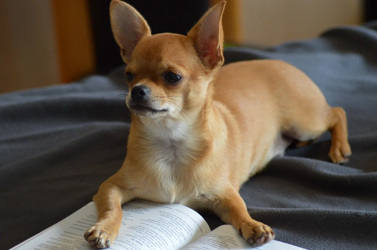 Dogs A fairy Tale 2726117_m.jpg
