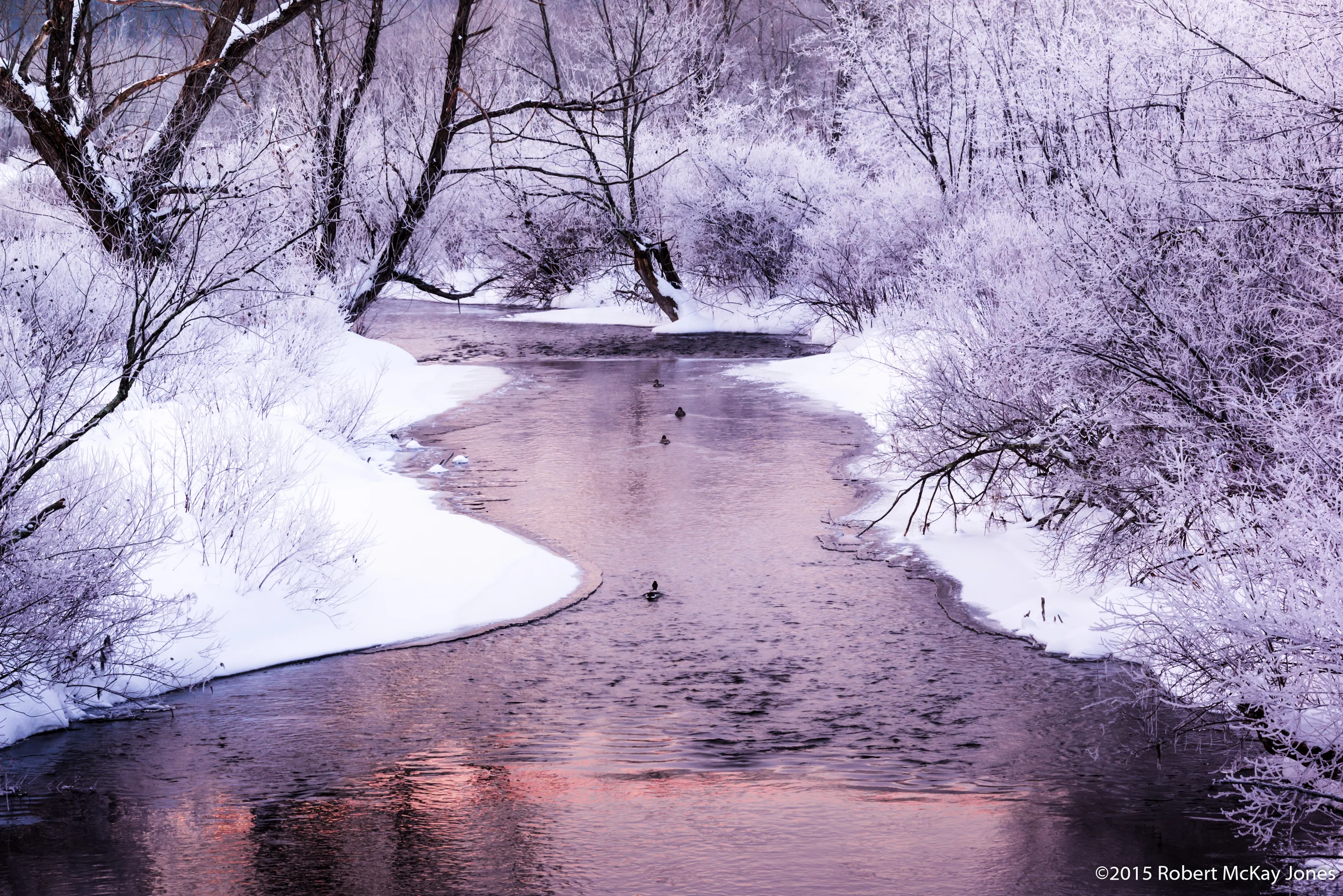 Icy Swim