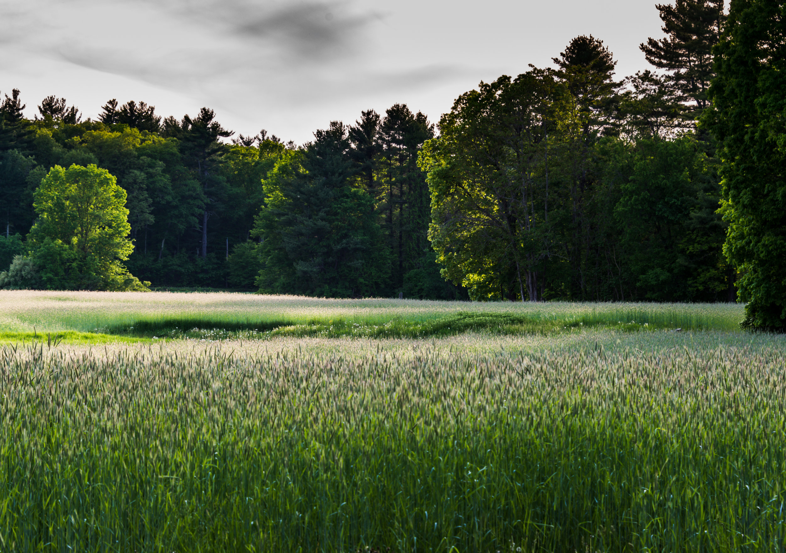 RMJ-2015_DSC8005-1.jpg