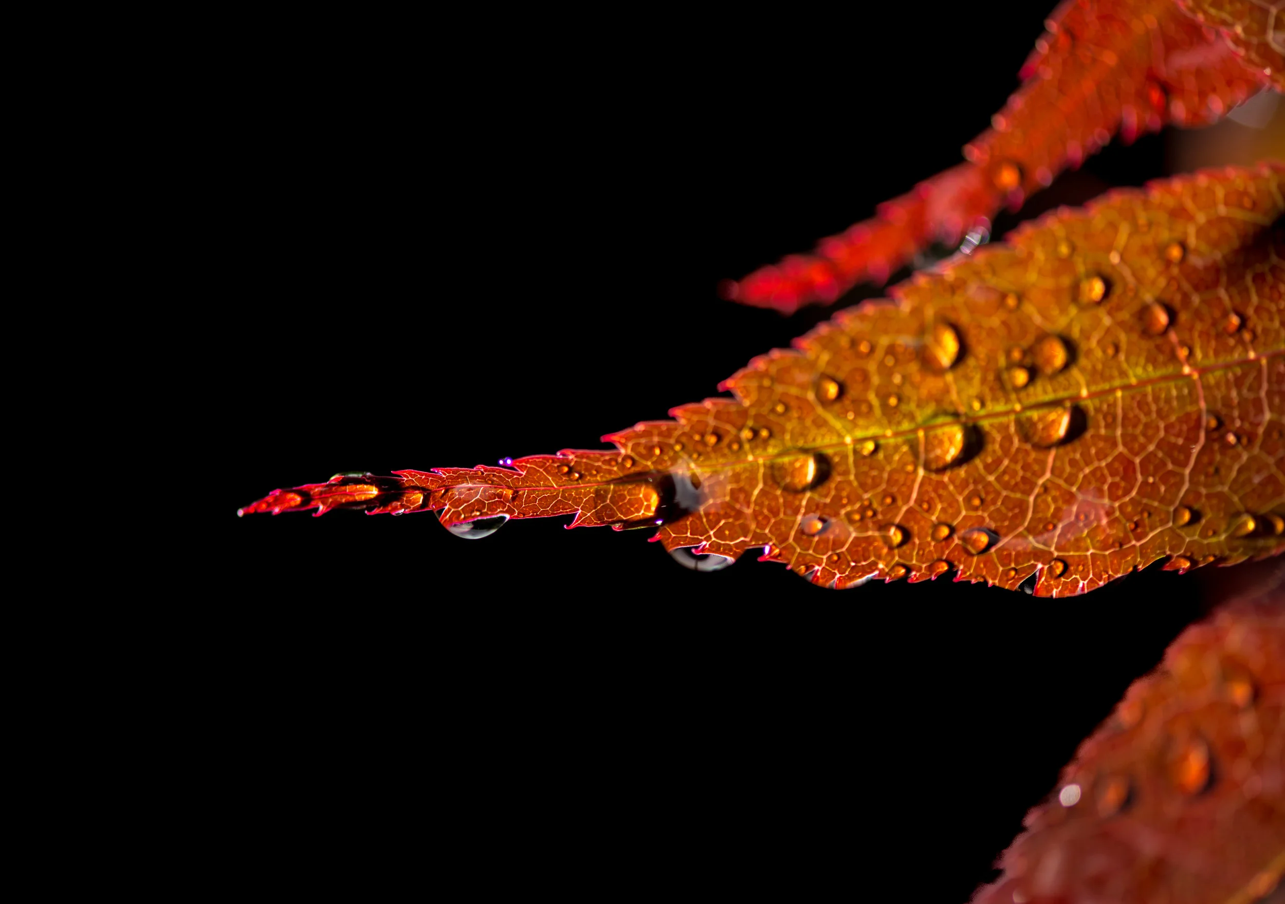 RMJ-2015_DSC9420-1.jpg