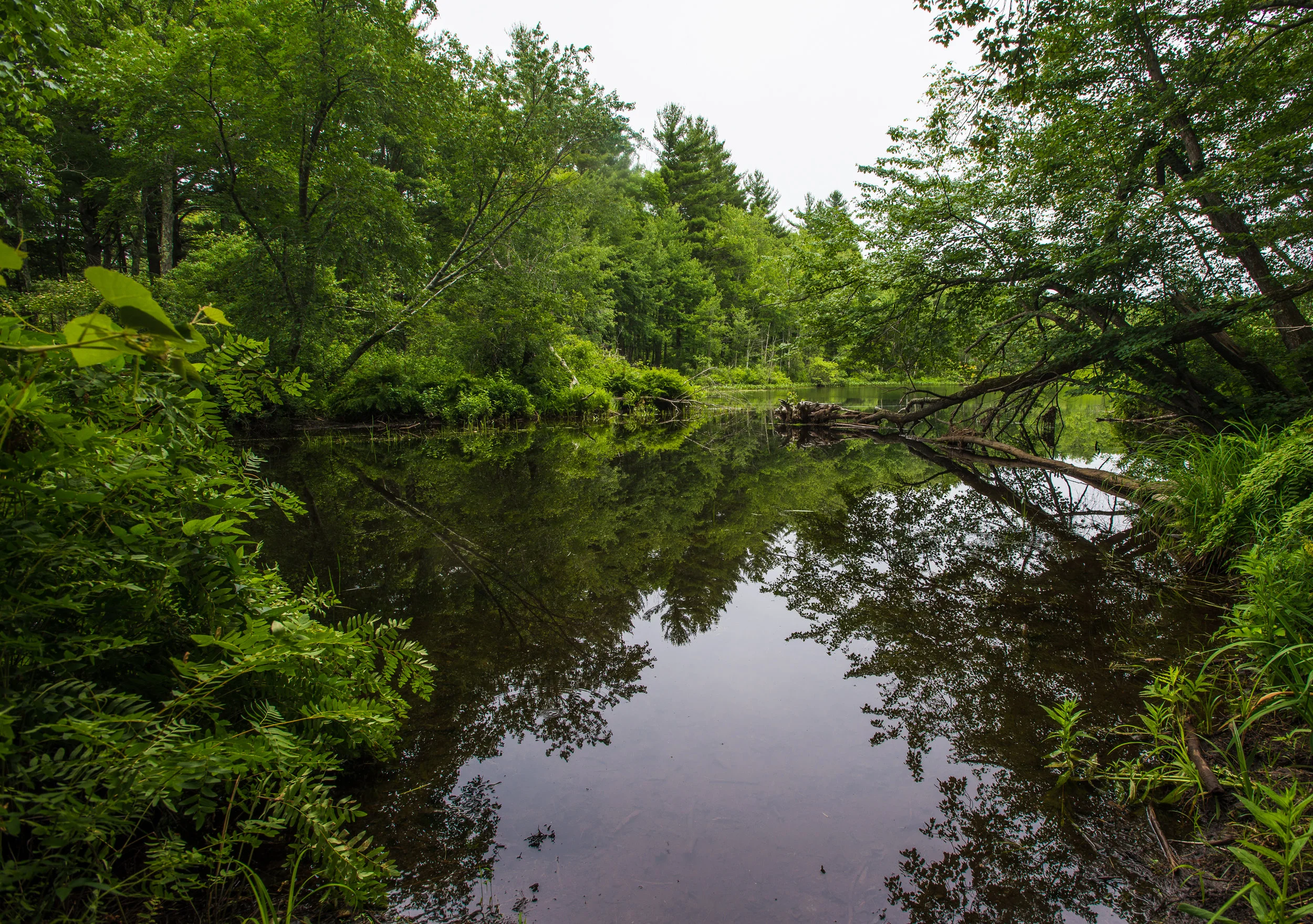 RMJ-2015_DSC9645-1.jpg