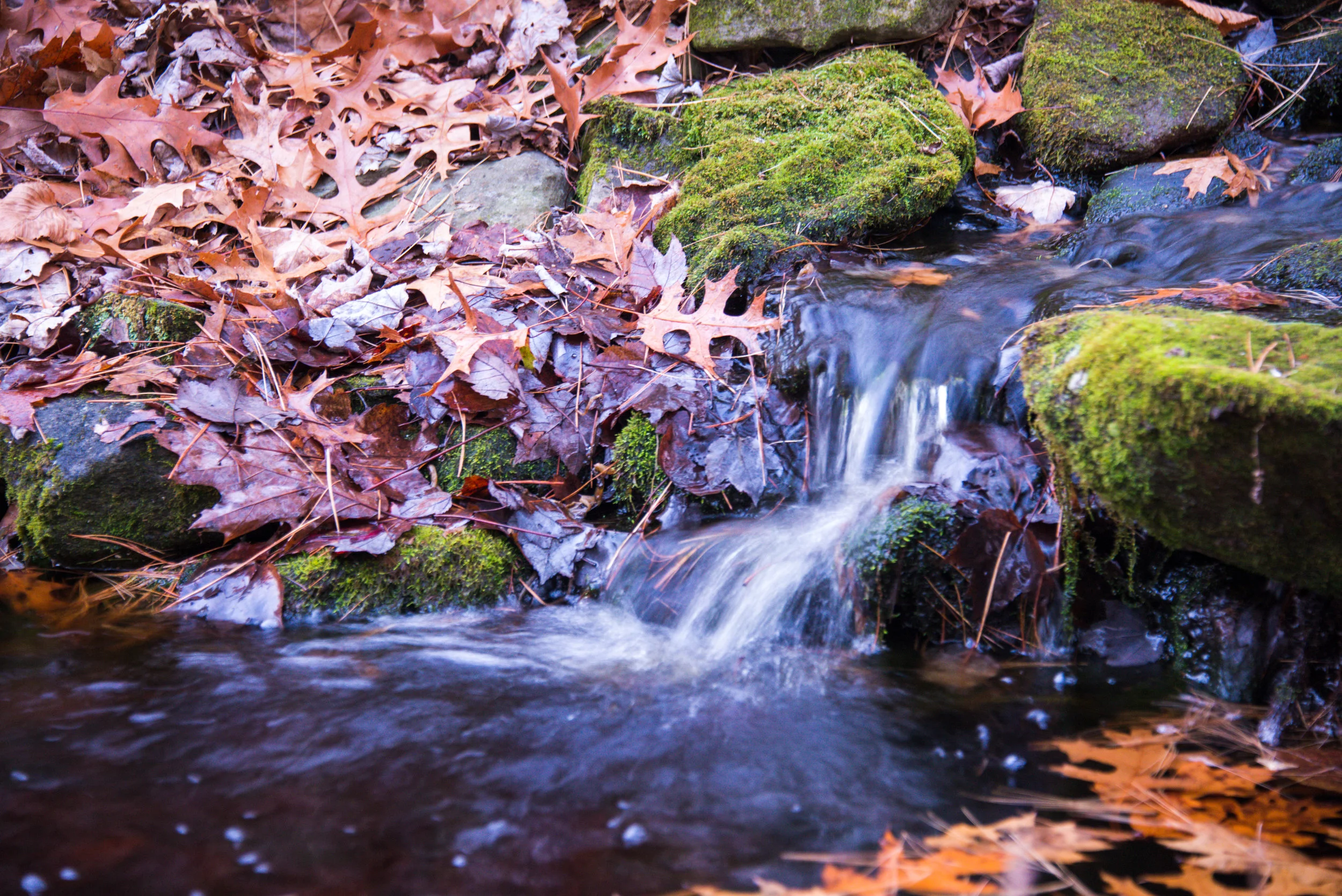 RMJ-2015_DSC2096-1.jpg
