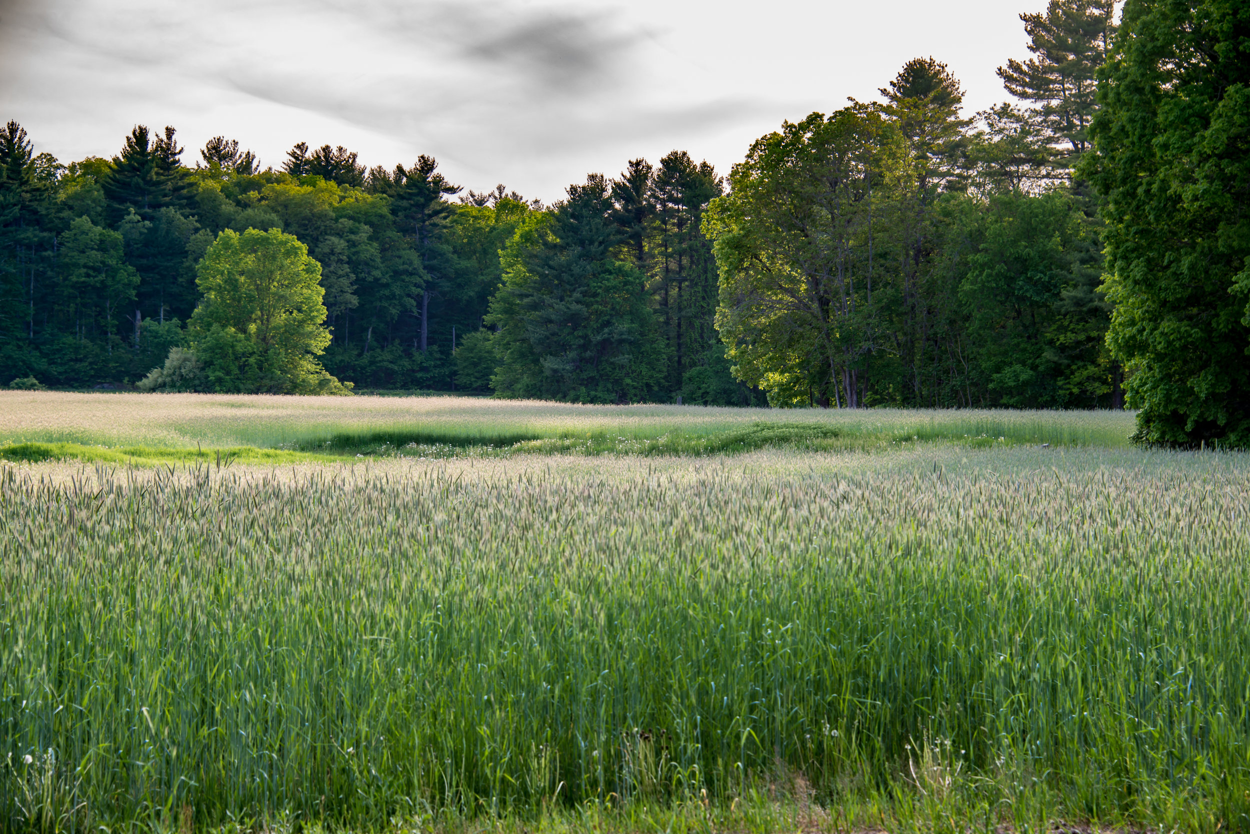 RMJ-2015_DSC8005-1.jpg