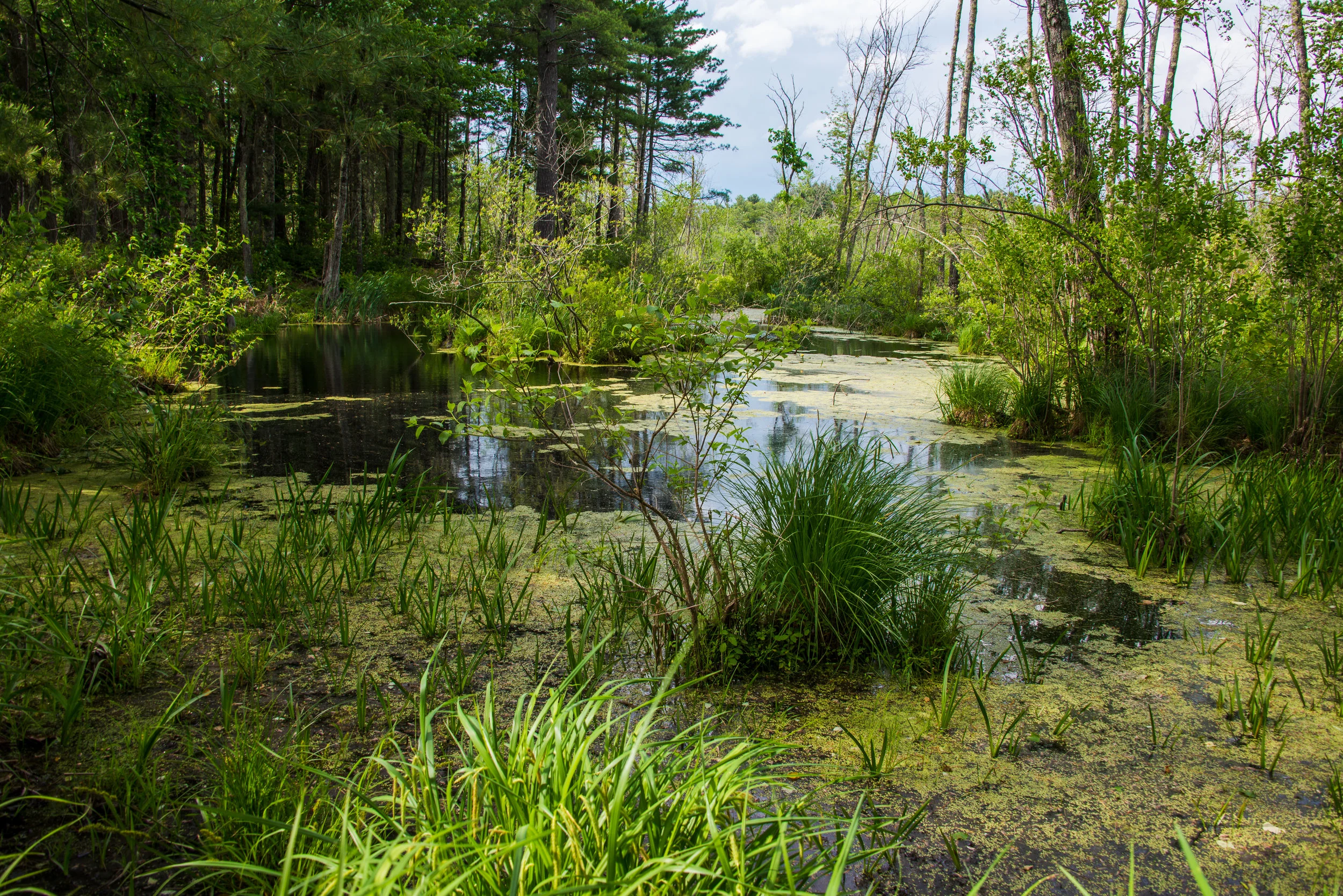 RMJ-2015_DSC8130-1.jpg