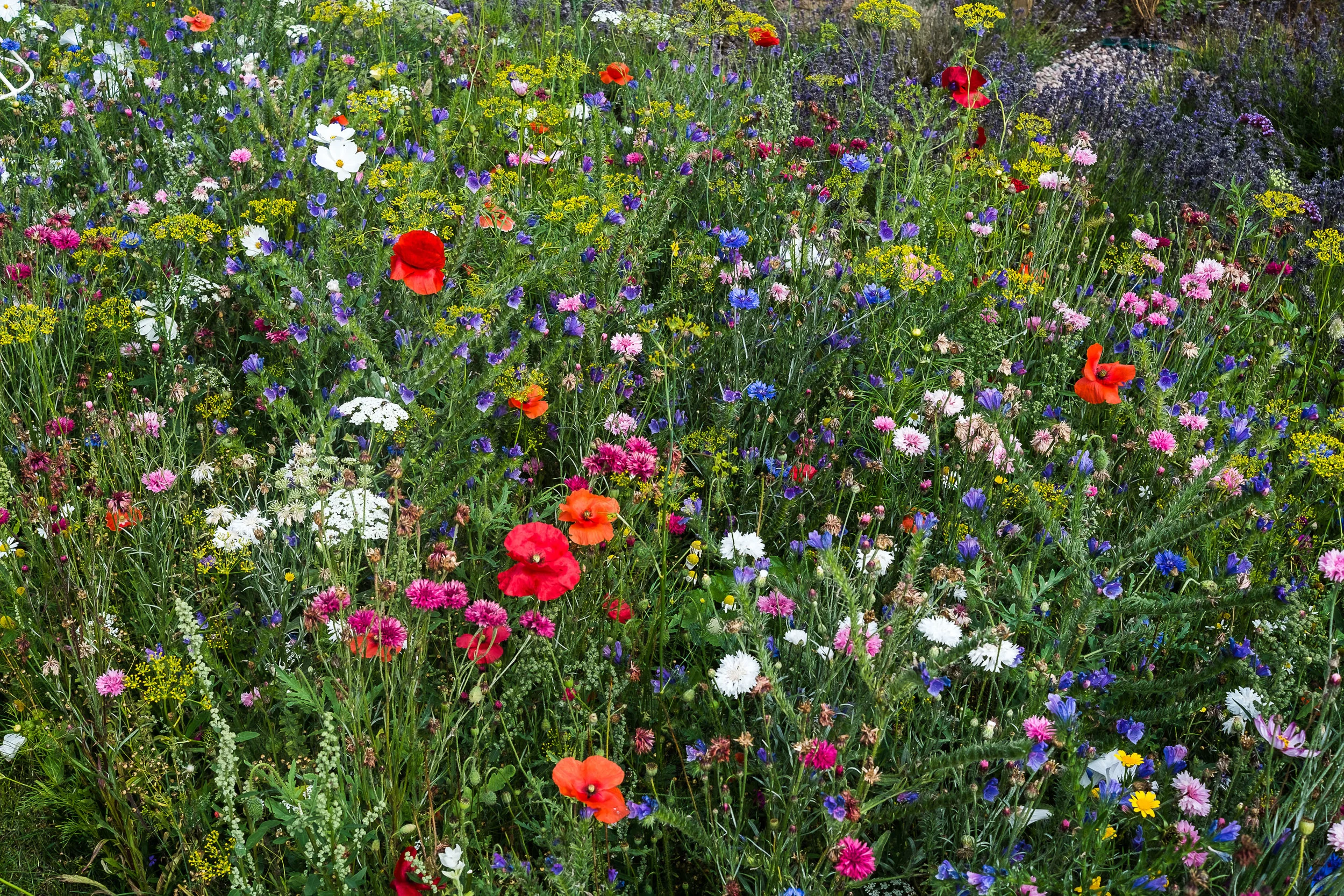 A Hampshire Wild Flower Meadow