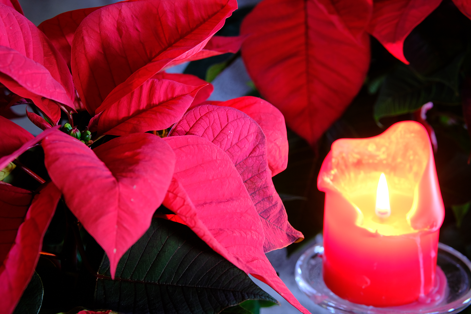 11_Christmas Card 2018_015 1.jpg
