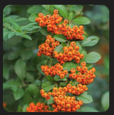 Screen Shot 2024-10-26 at 2.25.32 PM.png