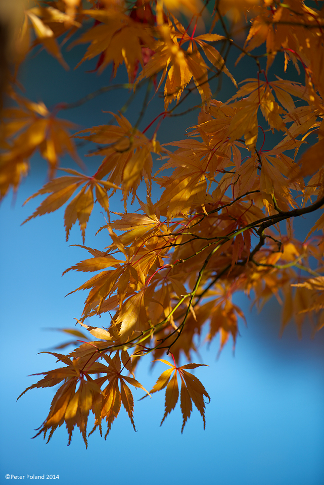 Acer leaves