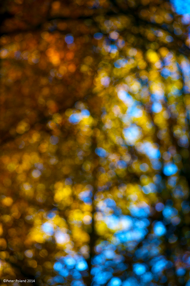autumn leaves colourfield