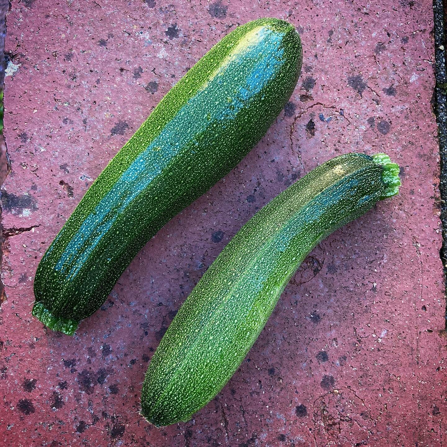 I have become ... a #courgette #farmer! In a small way obvs.