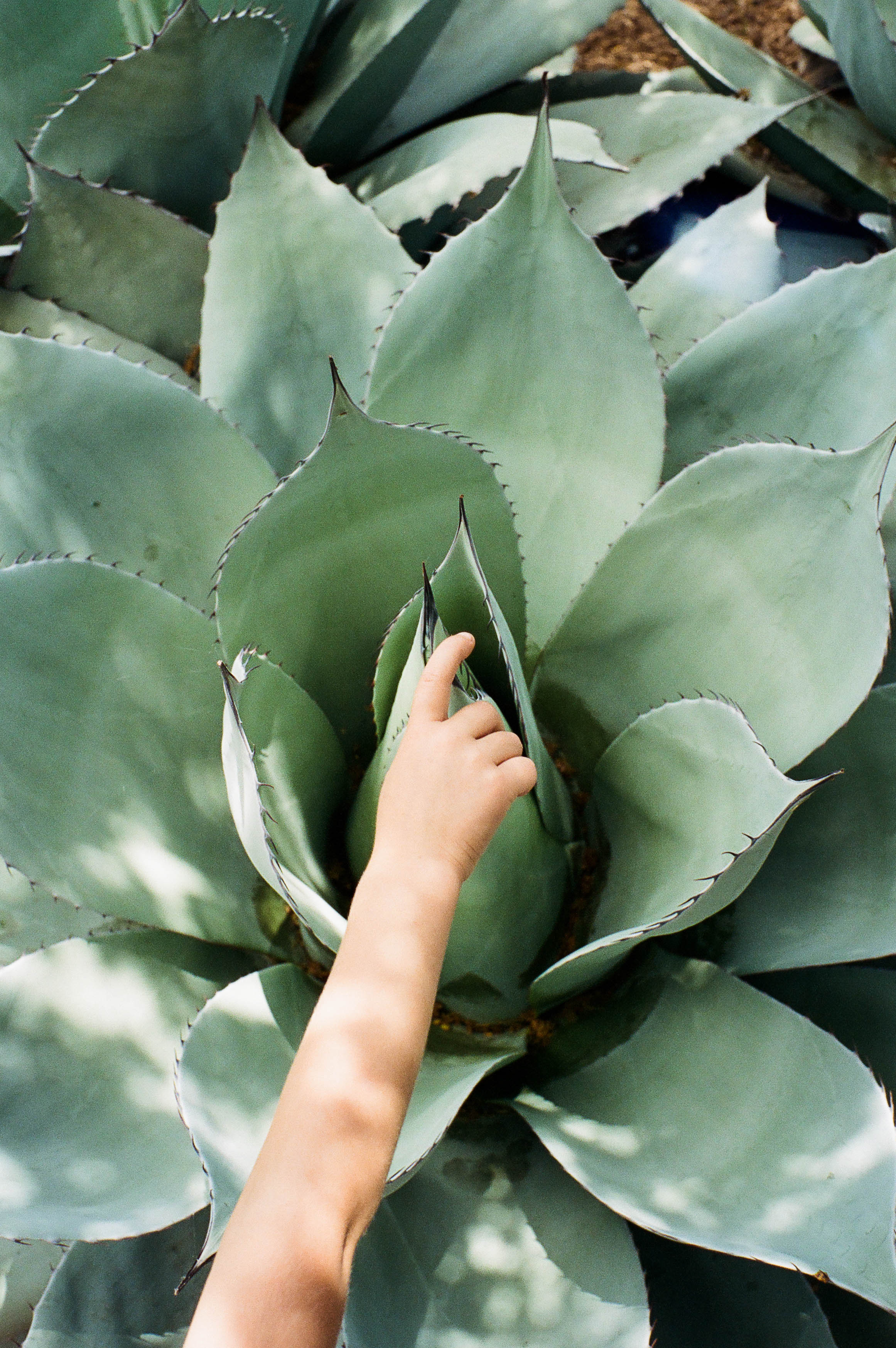 I love the flora of the Midwest and Southwest.