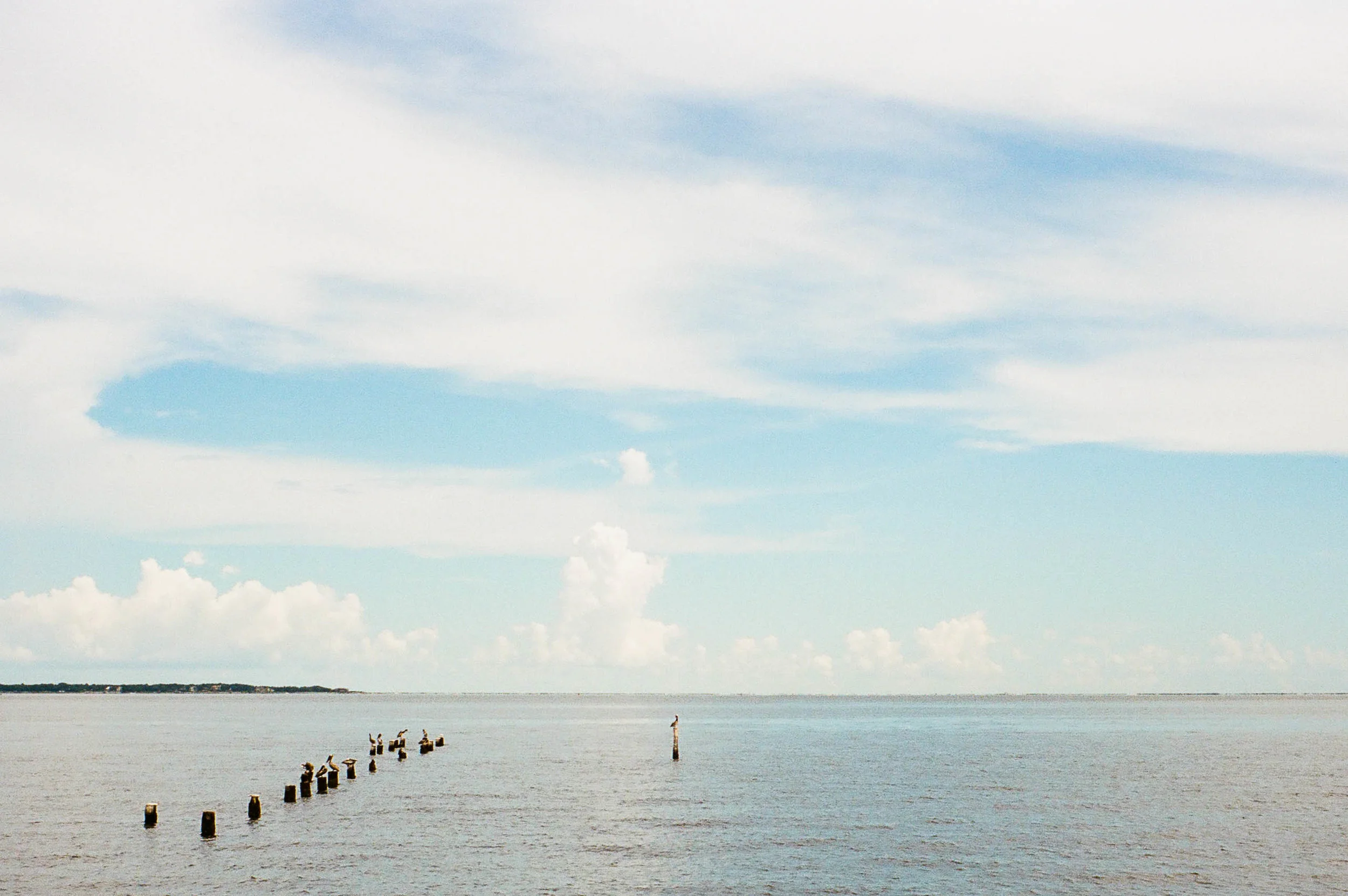 I <3 pelicans!