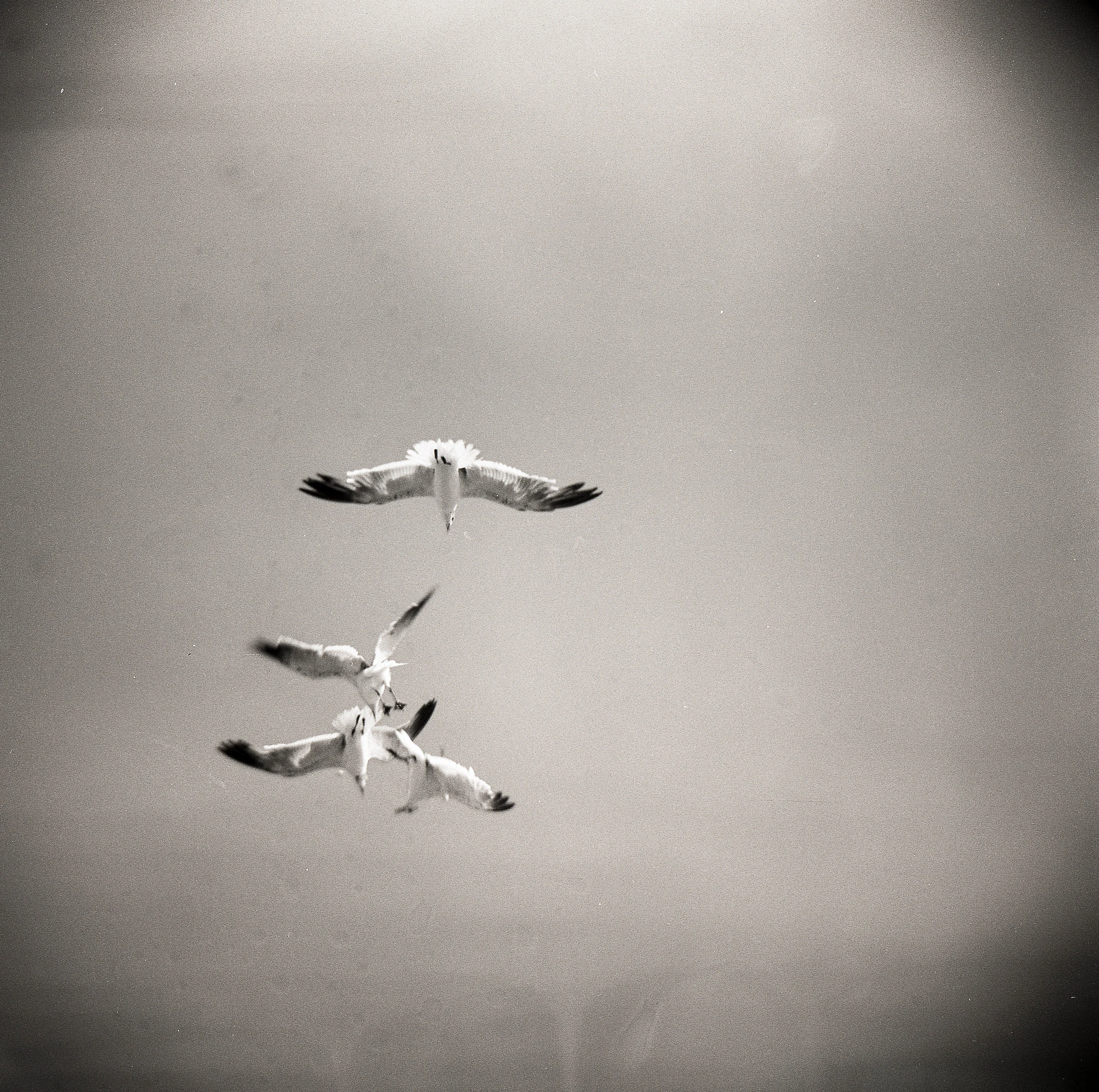 Midair battle captured on a Holga. You'll notice in these next few frames that there are some splotches. That's due to the fact that I foolishly skipped Photoflo at the end and our hard water dried on the negatives.