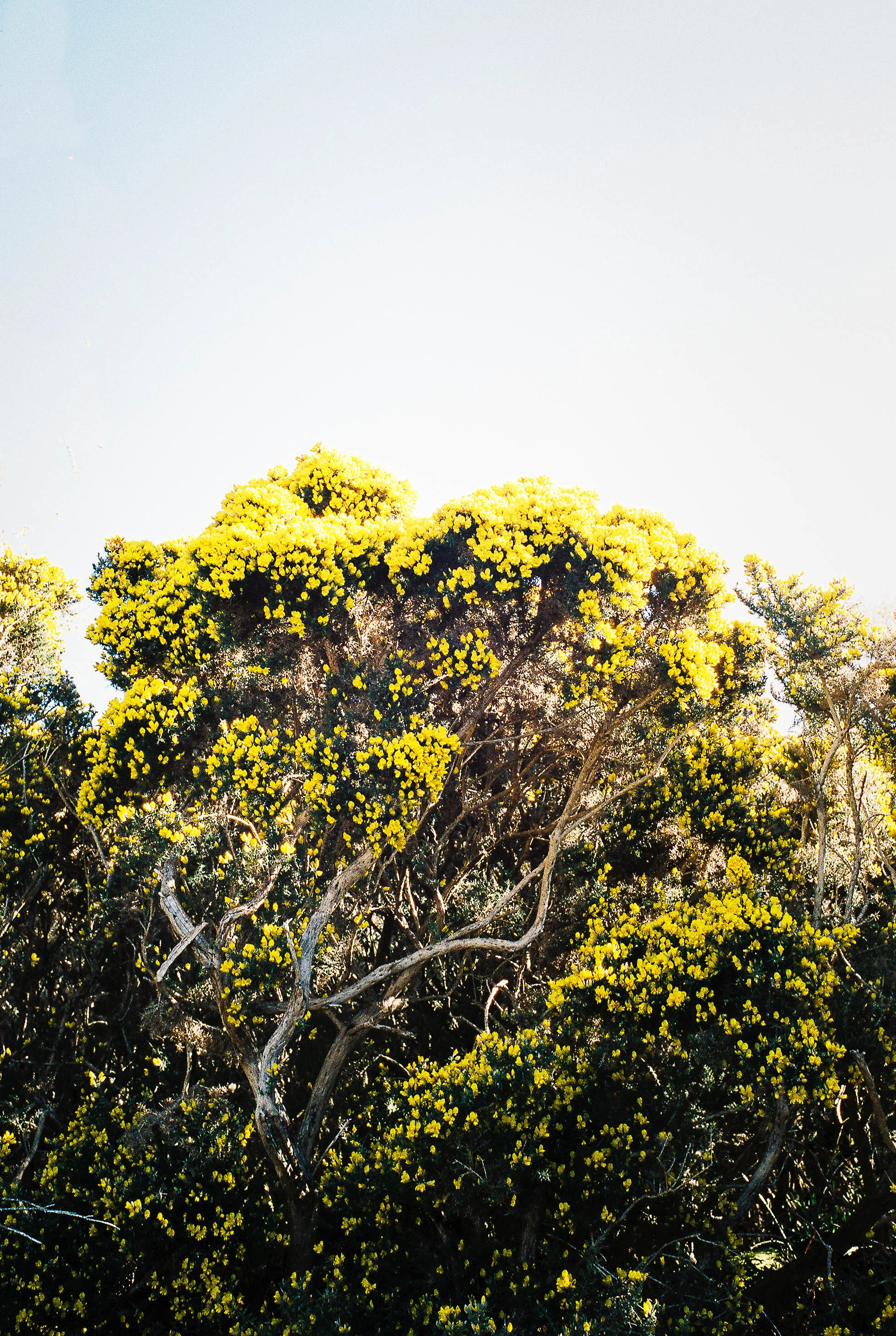 These bramble berry bushes were in full bloom while we were in Scotland. They were everywhere.