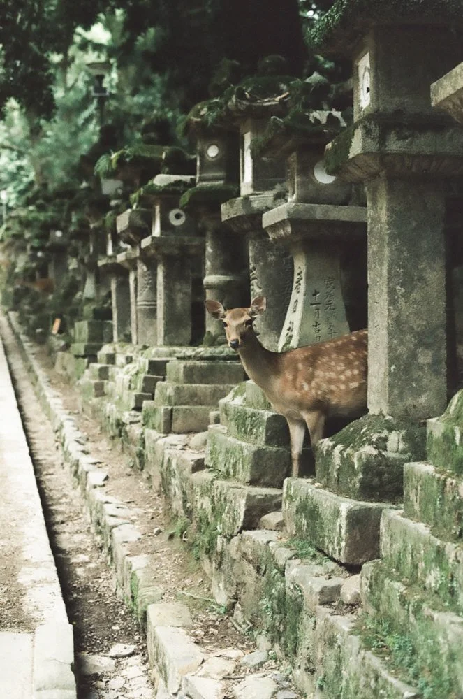Japan1.jpg