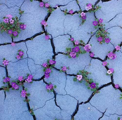 Plants-growing-through-concrete-walls-stones-and-asphalt-500x492.jpg