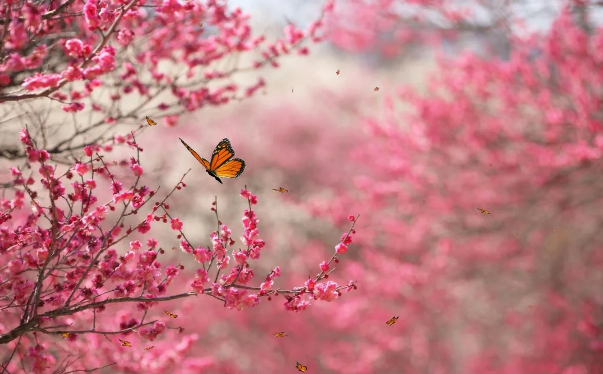 beautiful-nature-screensaver-free-screensavergift.jpg