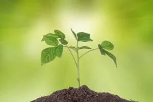 seedling-growing-300x200.jpg