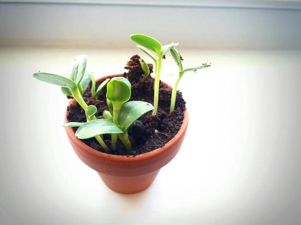 seedlingsinsmallpot.jpg