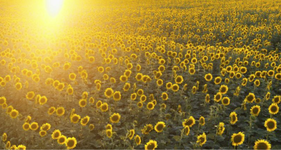 sunflowers.png