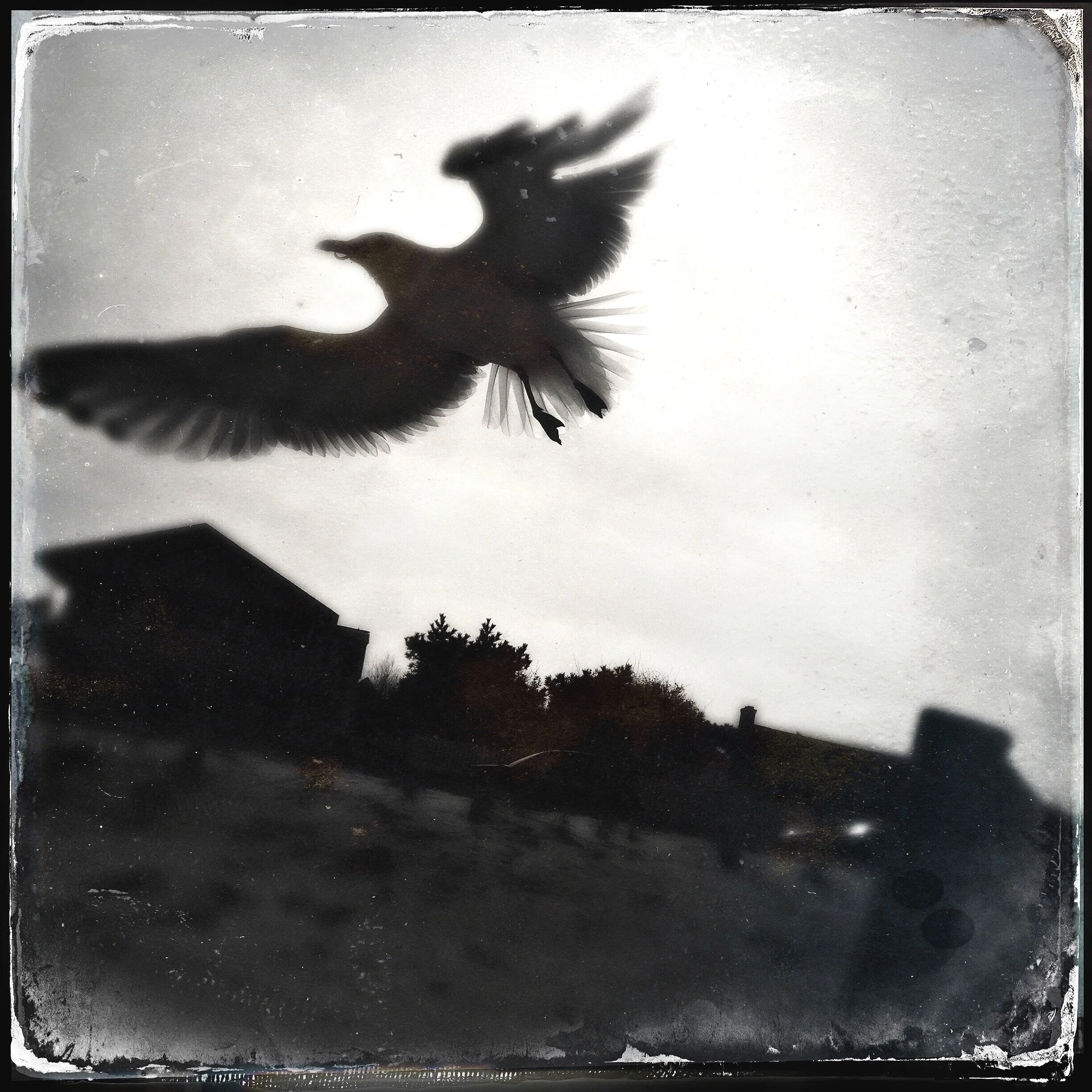 Bird.jpg