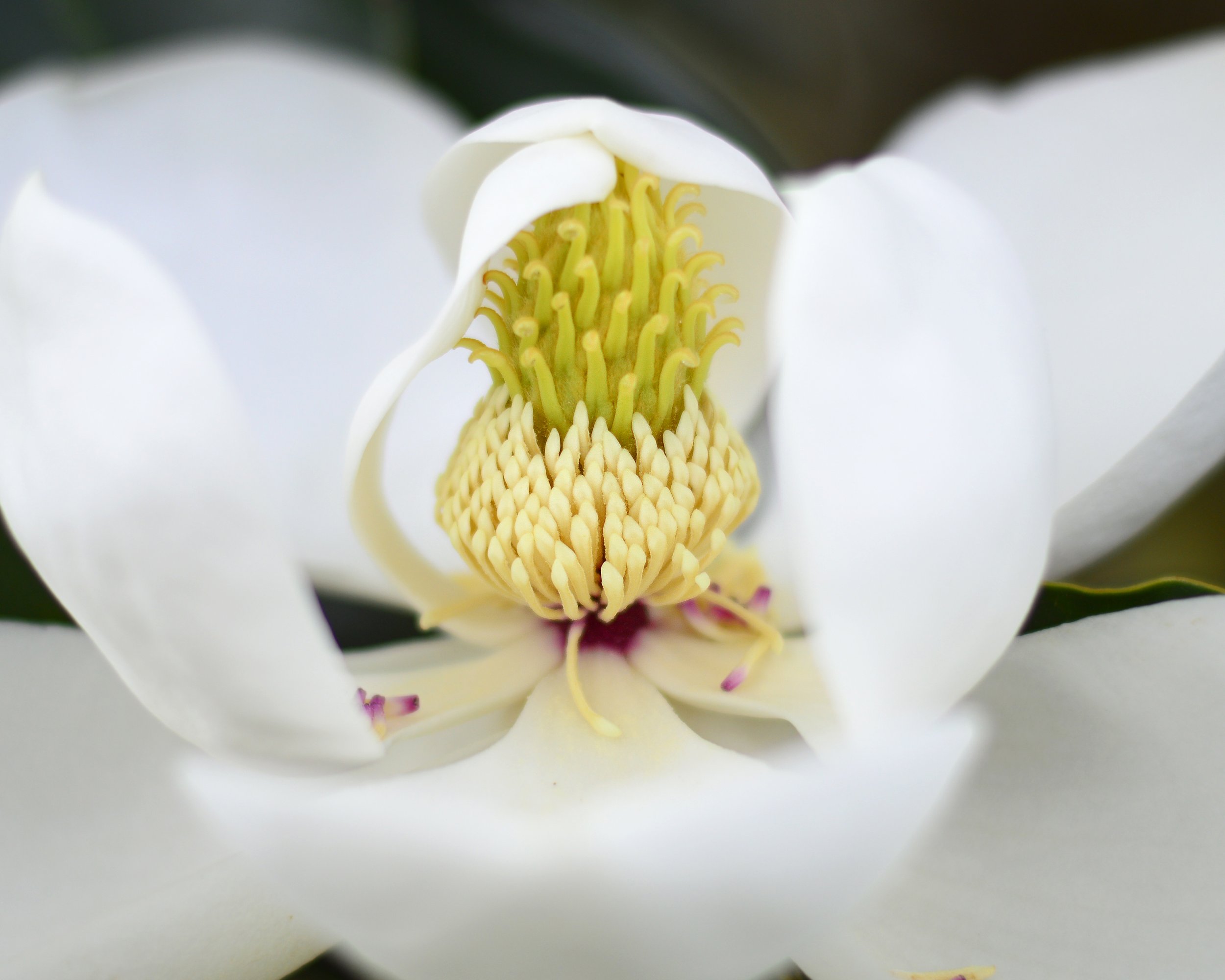 Magnolia.jpg