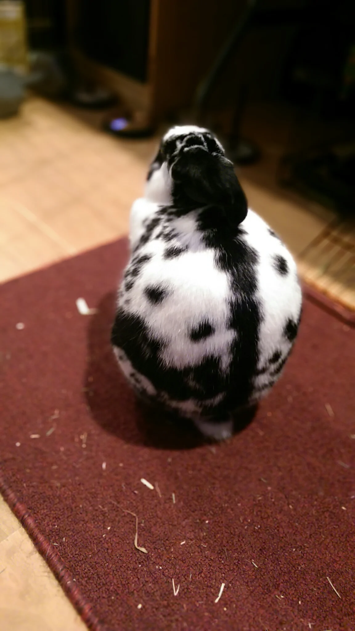 Squash in thought.jpg