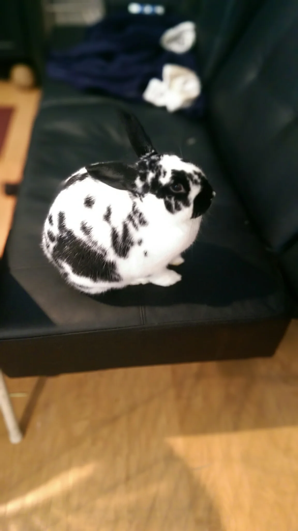 Squash on the couch.jpg