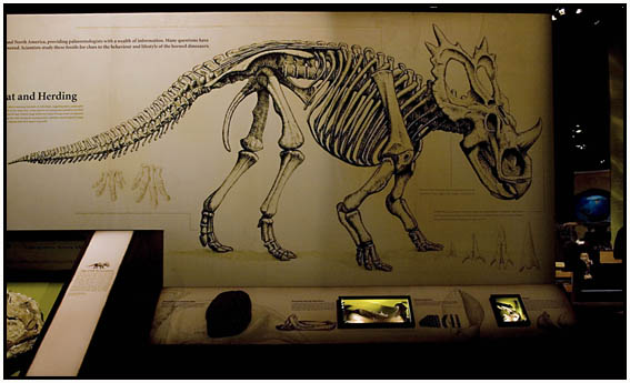 Exhibition design for Royal Tyrrell Museum