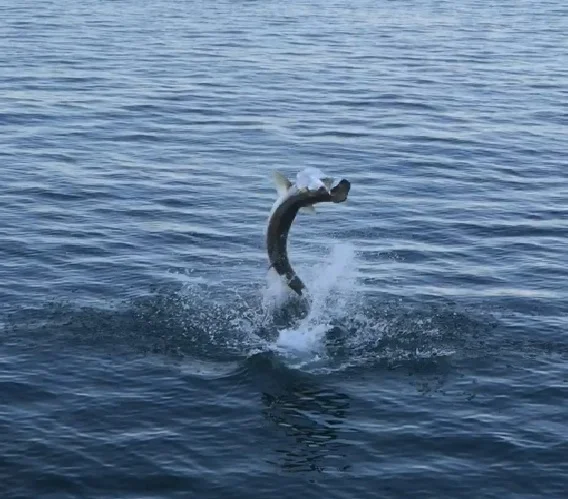 Anna Maria Island Fishing Charters June 15-21 Fishing Report