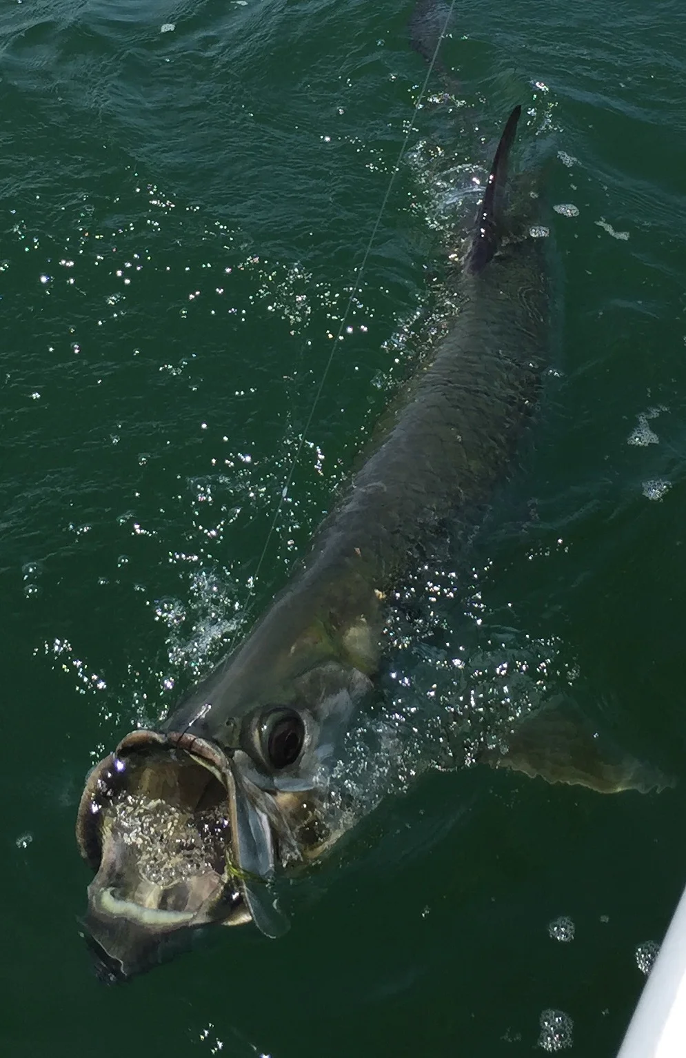 Anna Maria Island Fishing Charters June 22-28 Report