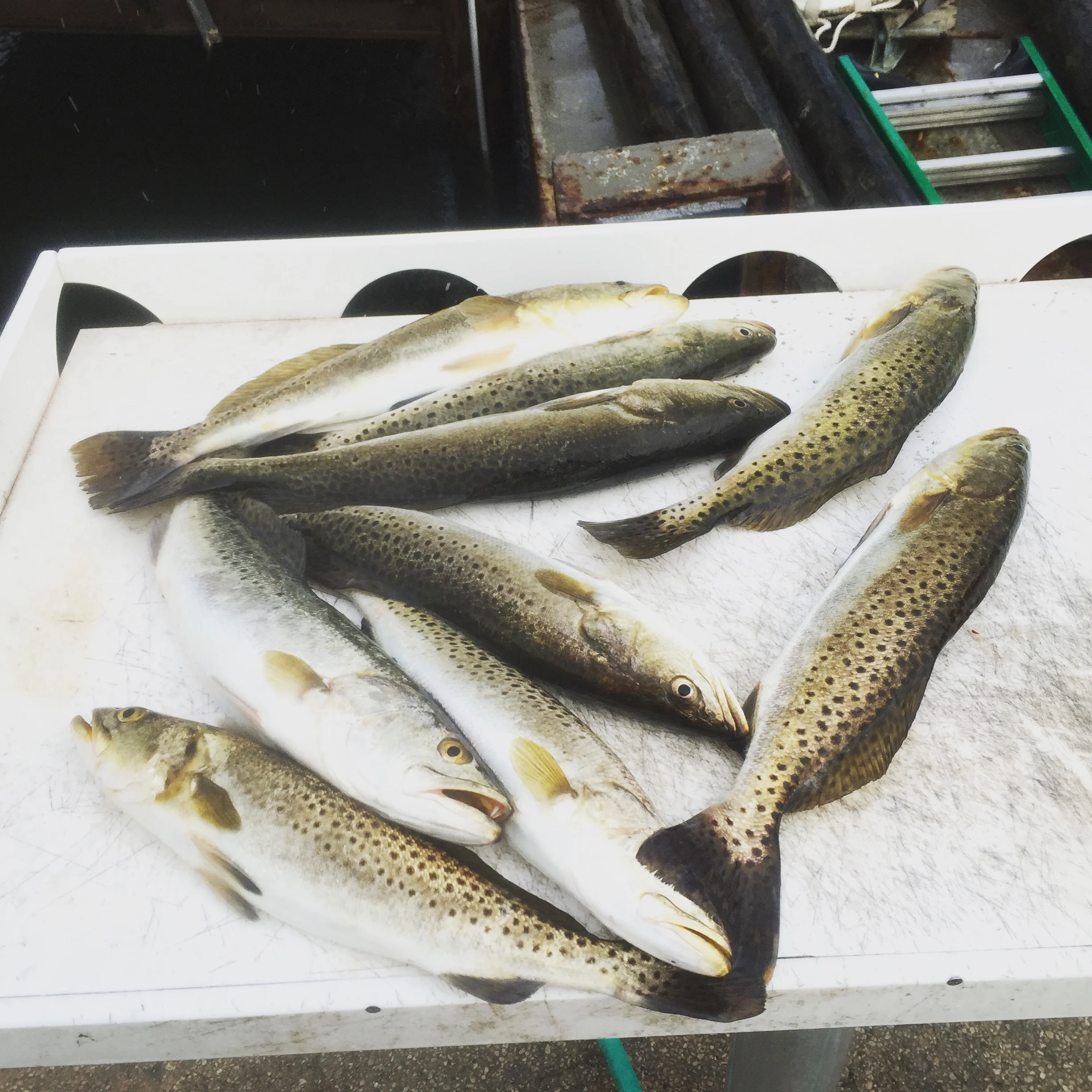 Anna Maria Island Fishing Charters July 20-31 Fishing Report