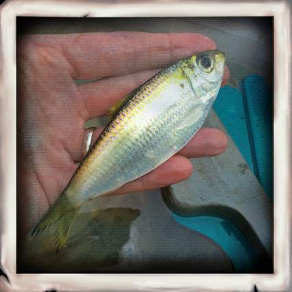 Pilchard (Bait)