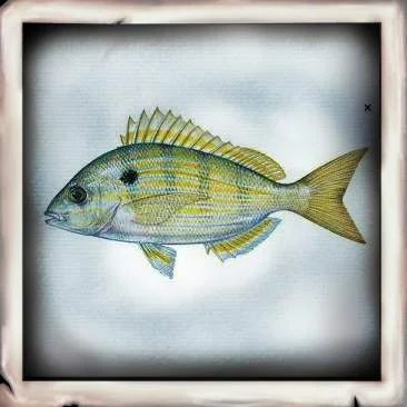 Pinfish (Bait)