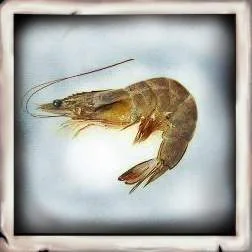 Shrimp (Bait)