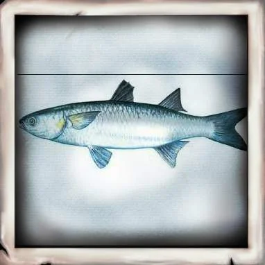 Other (Bait)