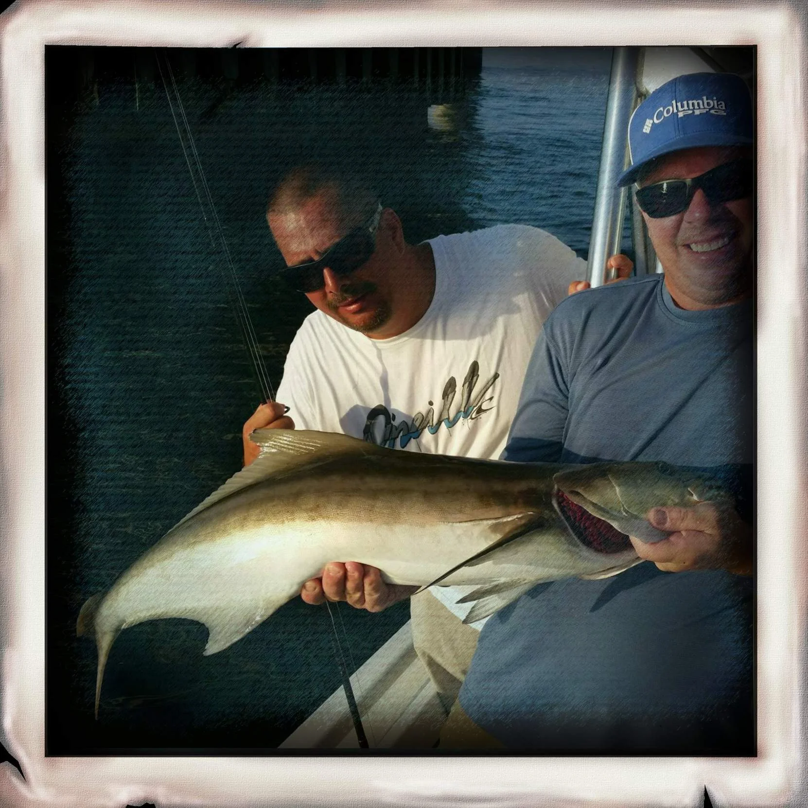 Cobia