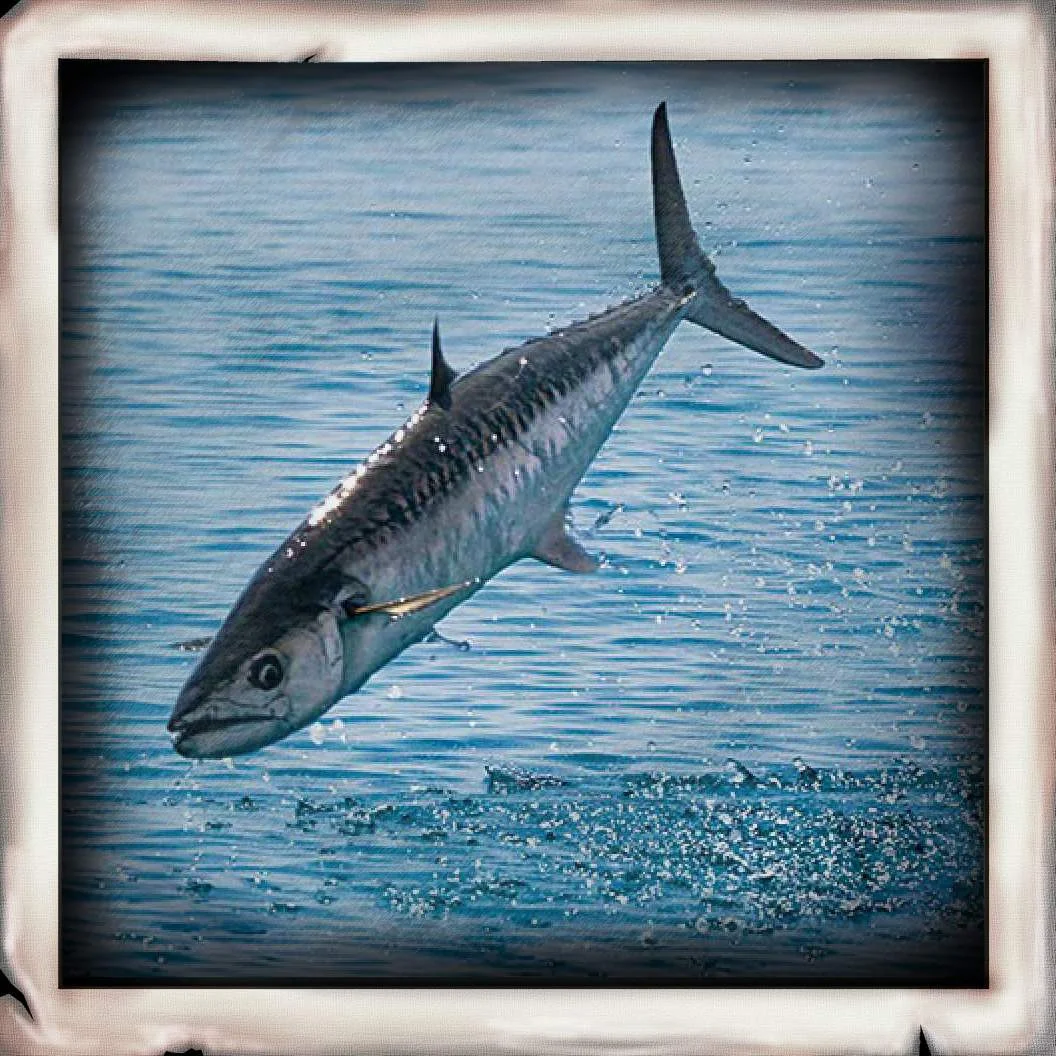 King Mackerel