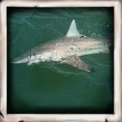 Shark