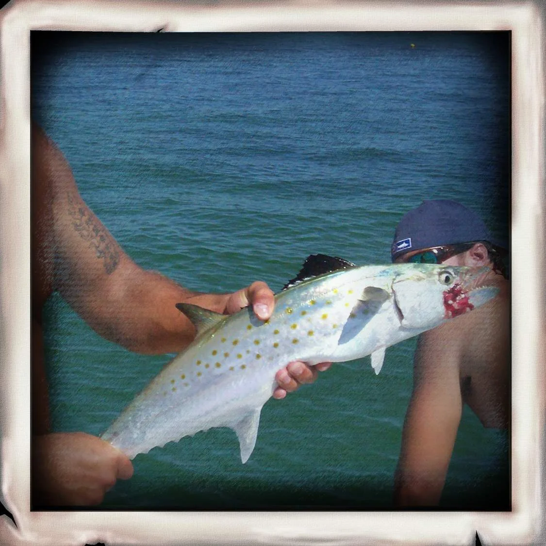 Mackerel
