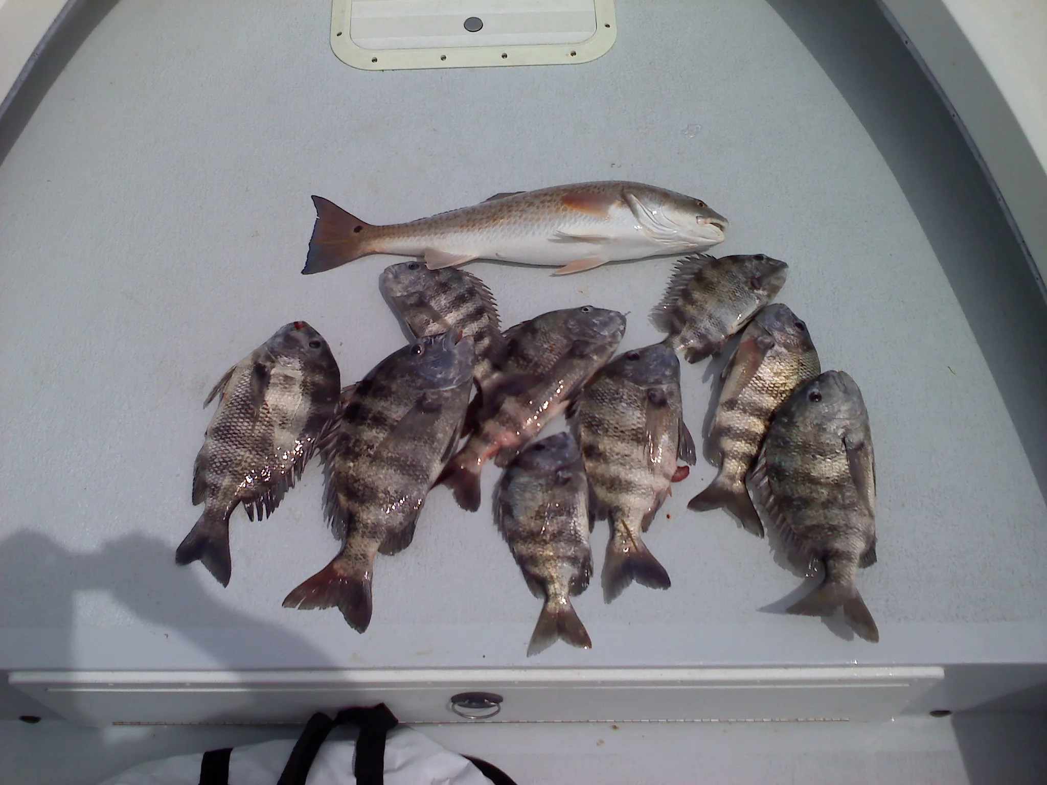 Anna Maria Island Fishing Charters January 2016 Report
