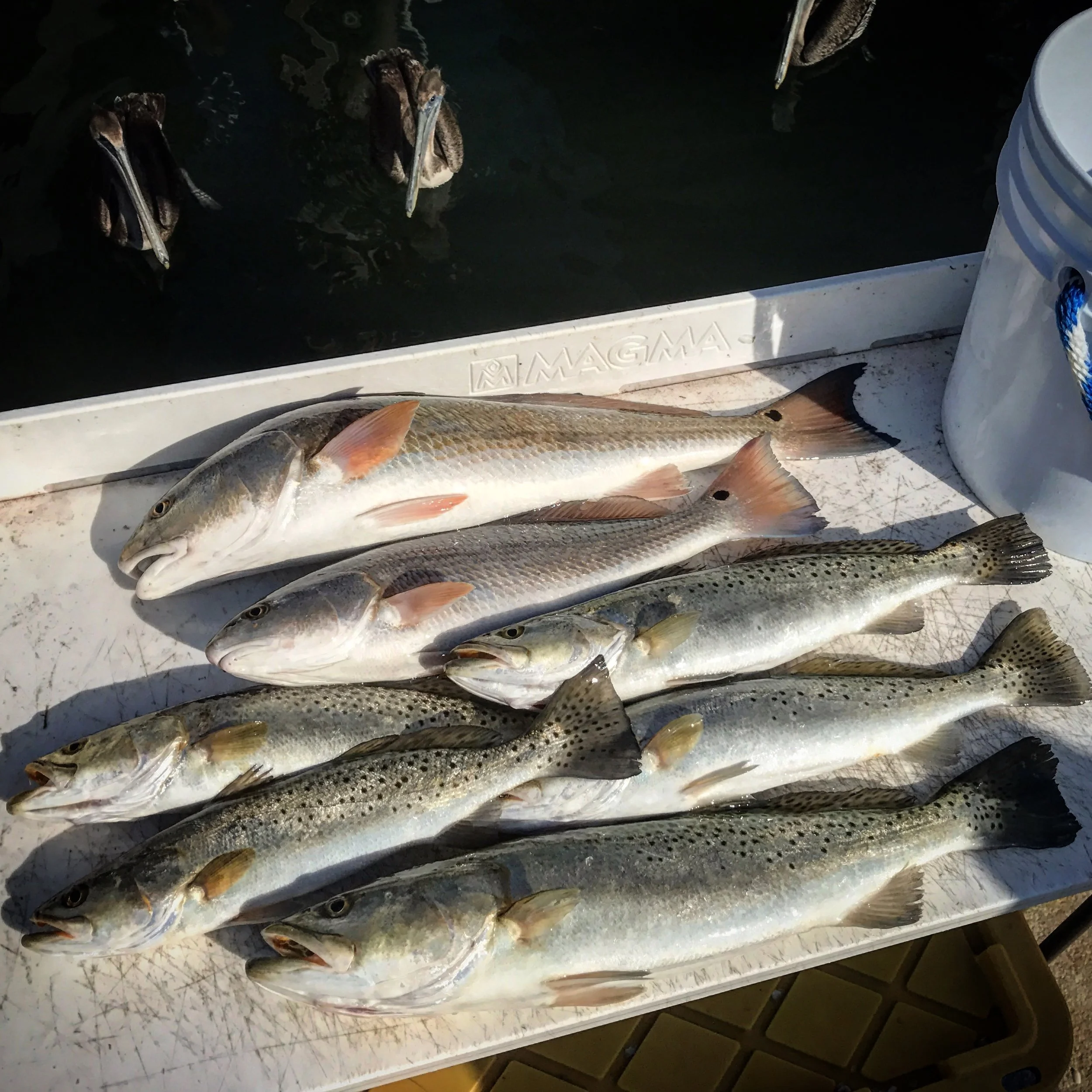 Anna Maria Island Fishing Charters March 1st-12th 2017 Report