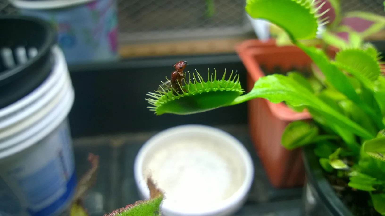 Good bye, fire ant
